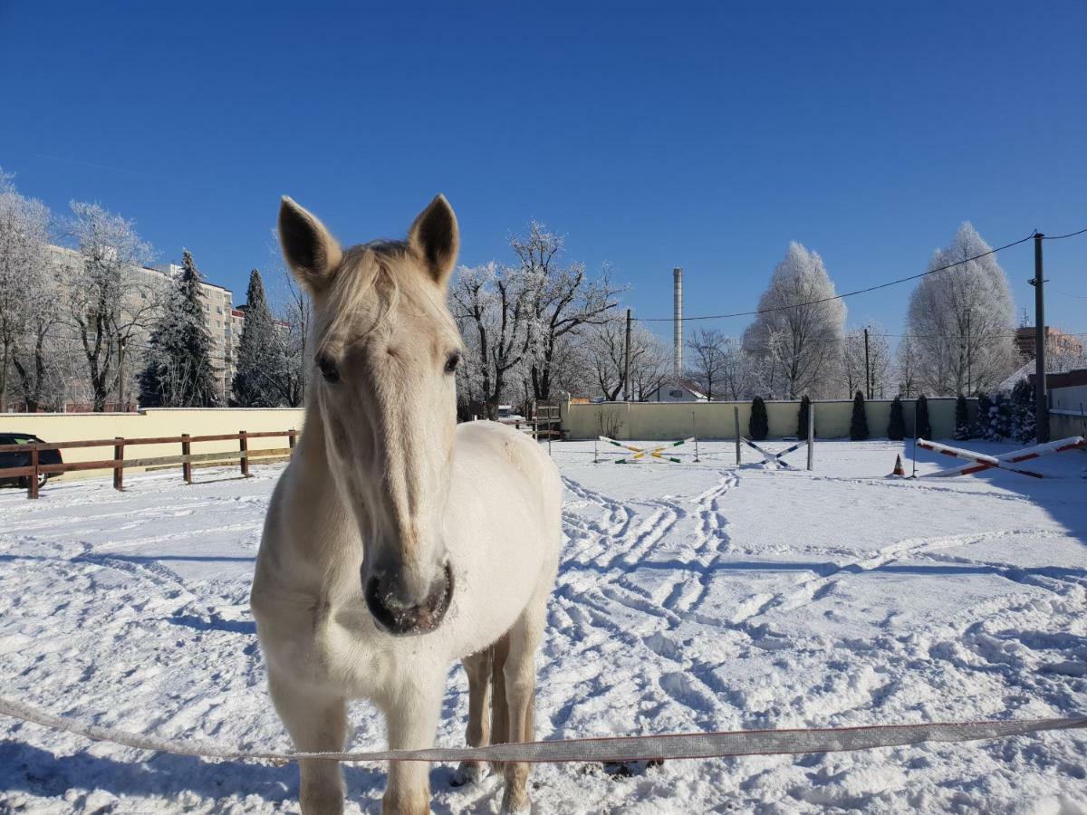 Farm Stay Nh Stables Nyrany Extérieur photo